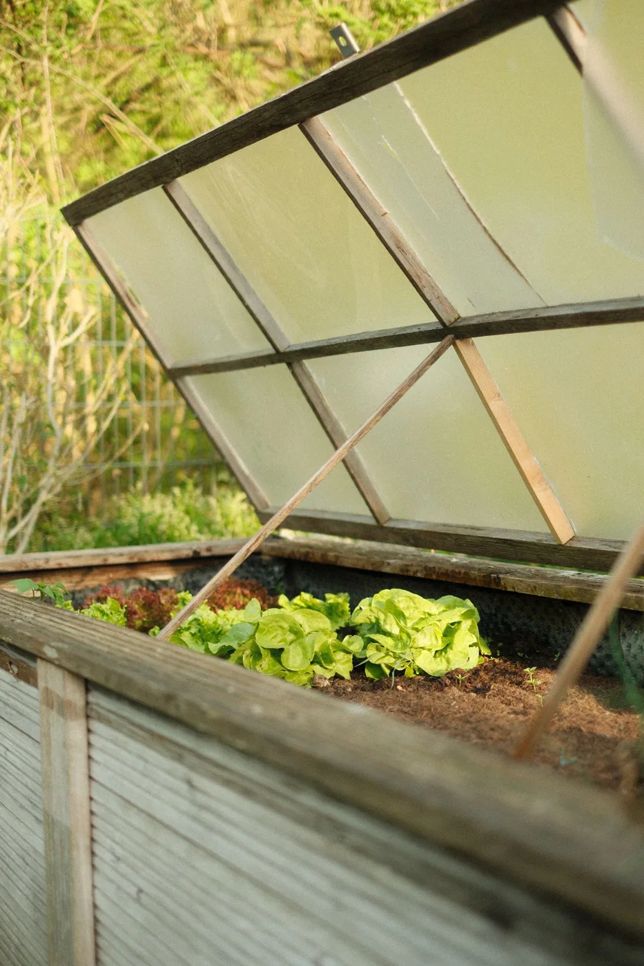 Lettuce Growing Inside a Raised Garden Bed