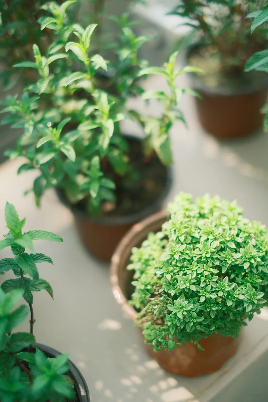 Sunlit Potted Herbs on a Balcony