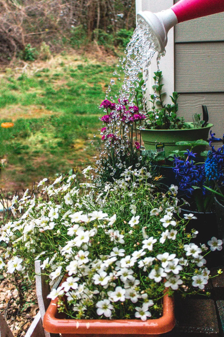 Watering potted blooming plants near house